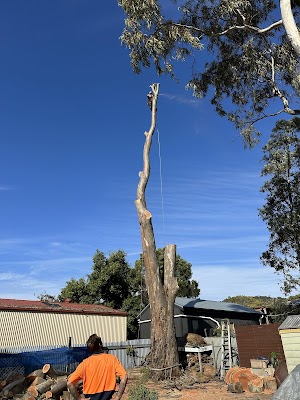 Arborcare Tree Contractors photo 2