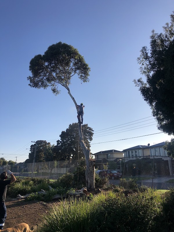 A Grade Garden And Tree Maintenance work 2