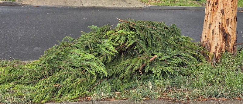 A Grade Garden And Tree Maintenance project 5