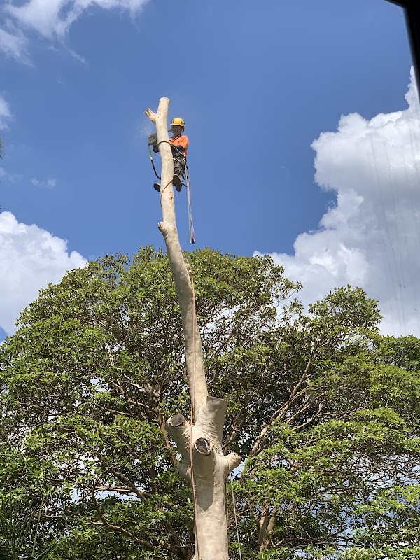 AAA AARDVARK TREE LOPPING AND GARDENING photo 1