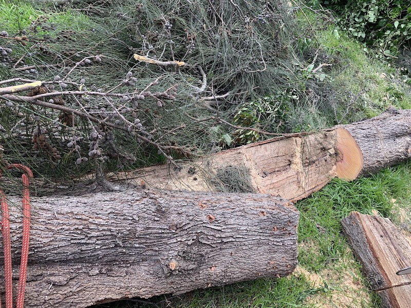 AAA AARDVARK TREE LOPPING AND GARDENING photo 2