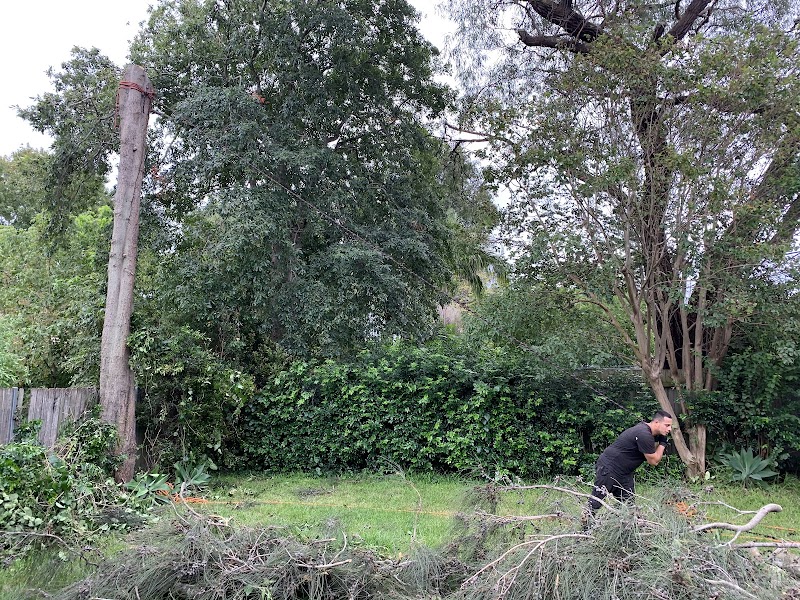 AAA AARDVARK TREE LOPPING AND GARDENING project 4