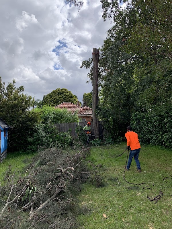 AAA AARDVARK TREE LOPPING AND GARDENING project 6