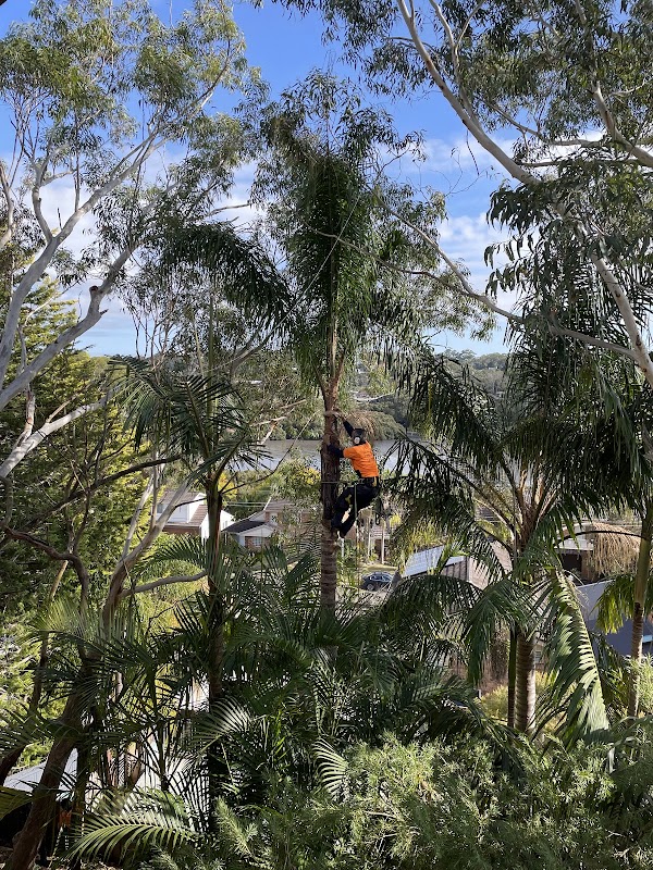 AAA AARDVARK TREE LOPPING AND GARDENING project 7