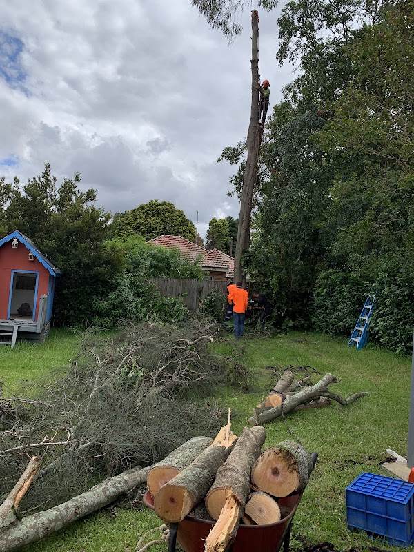AAA AARDVARK TREE LOPPING AND GARDENING project 8