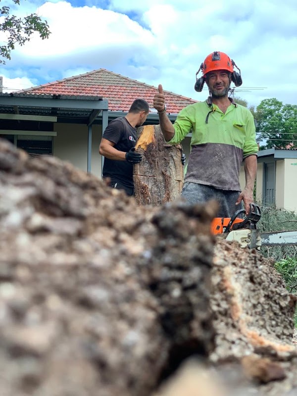 AAA AARDVARK TREE LOPPING AND GARDENING project 10