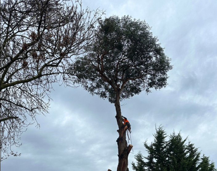 Akr tree services photo 2