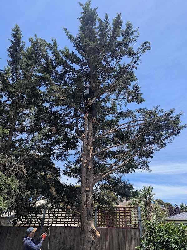Akr tree services project 4