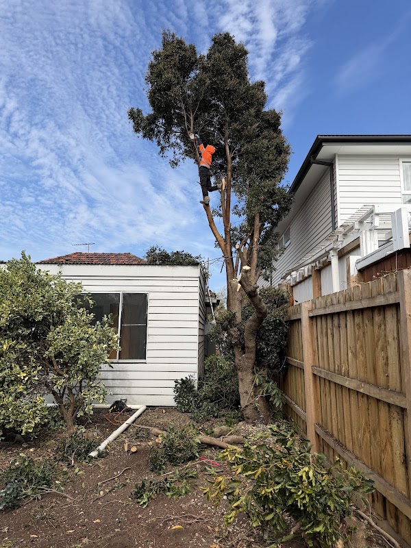 Akr tree services project 5