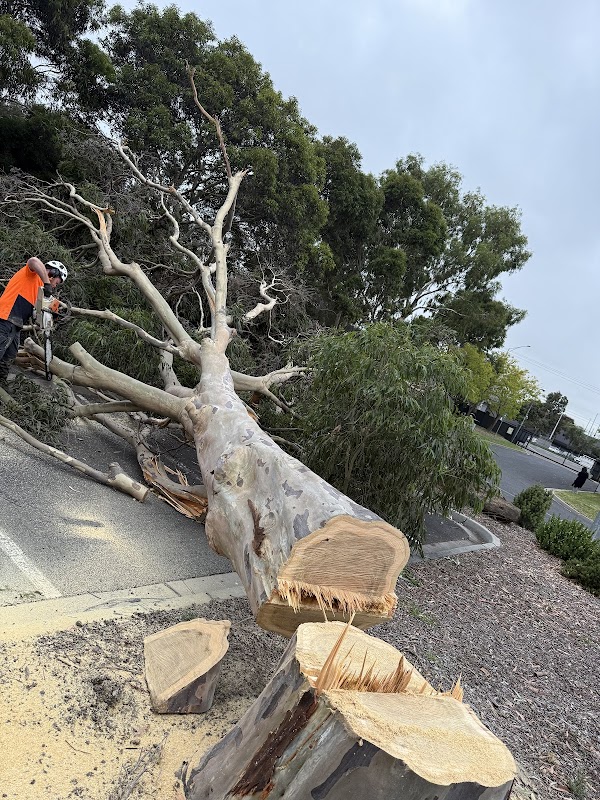 Akr tree services project 6