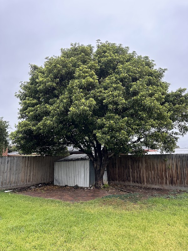 Akr tree services project 8