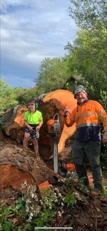 All tree services Canberra and Gosford photo 1