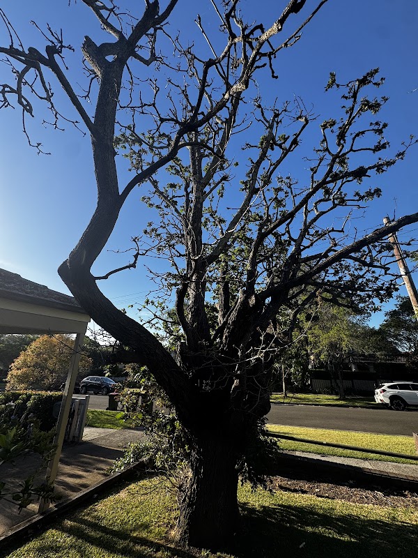 All tree services Canberra and Gosford project 6