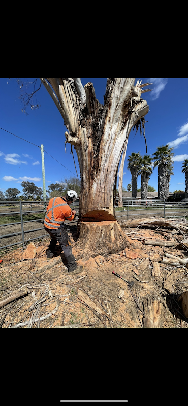 All tree services Canberra and Gosford project 8