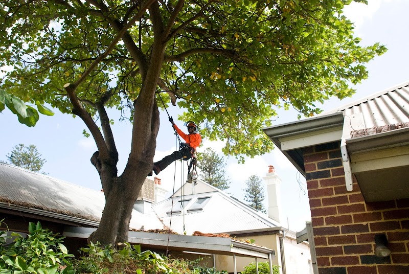 All Trees Perth work 1