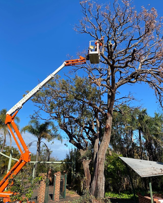 All Trees Perth work 3