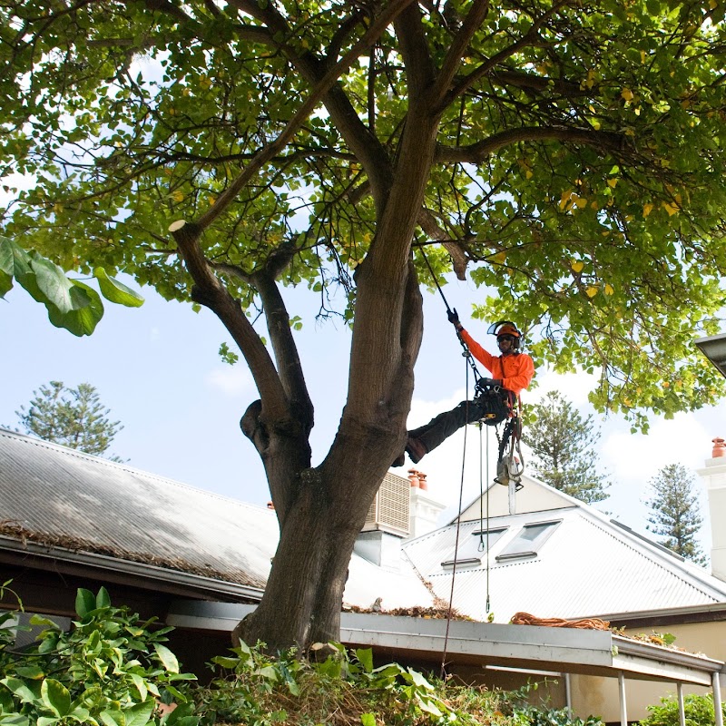 All Trees Perth project 5