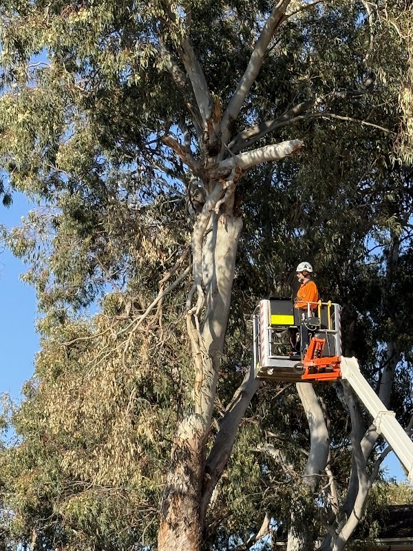 All Trees Perth project 6