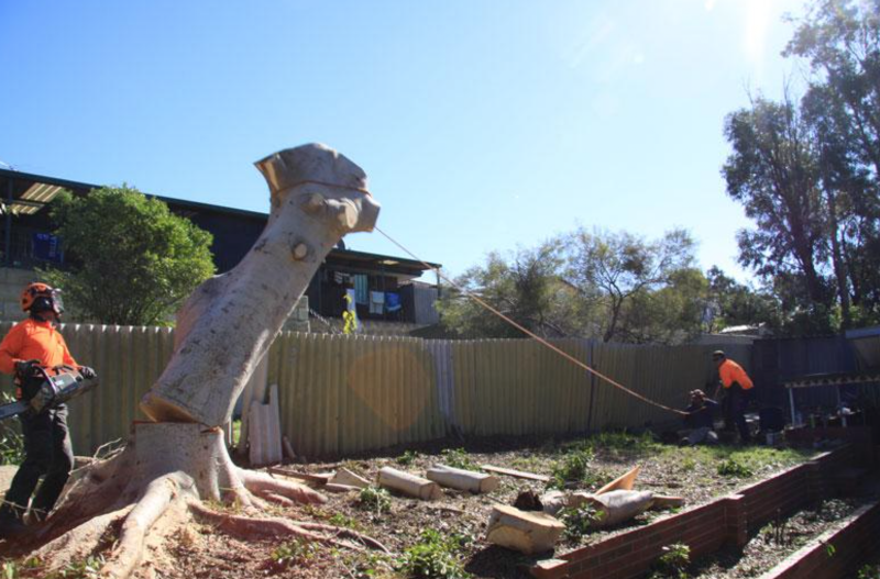 All Trees Perth project 7