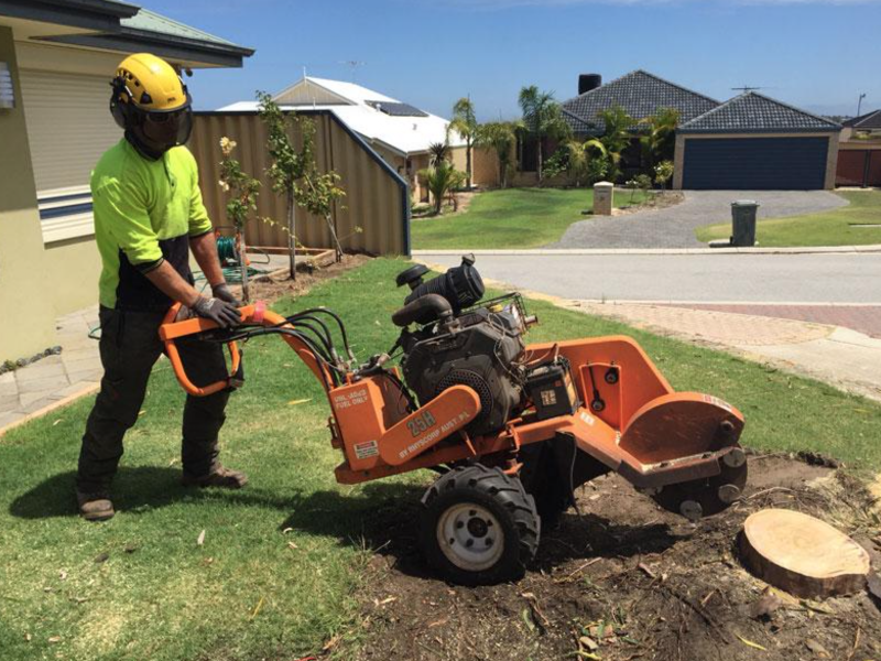 All Trees Perth project 8