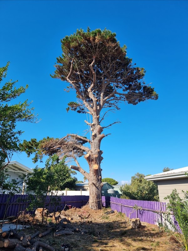 Altitude Tree Surgery work 2