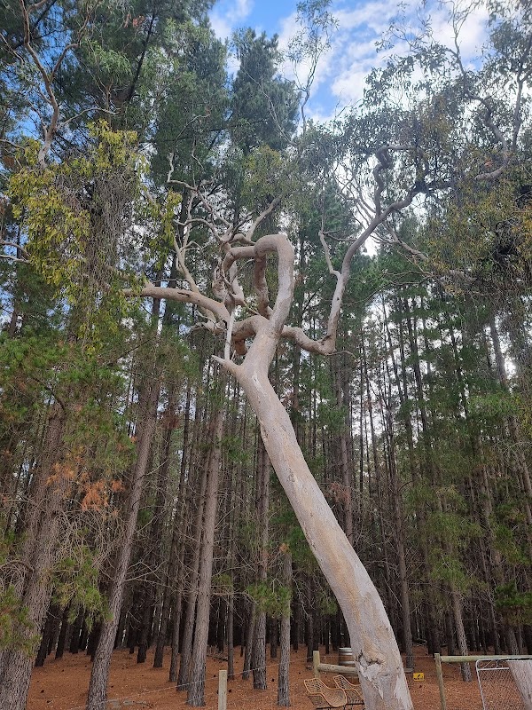 Altitude Tree Surgery project 5