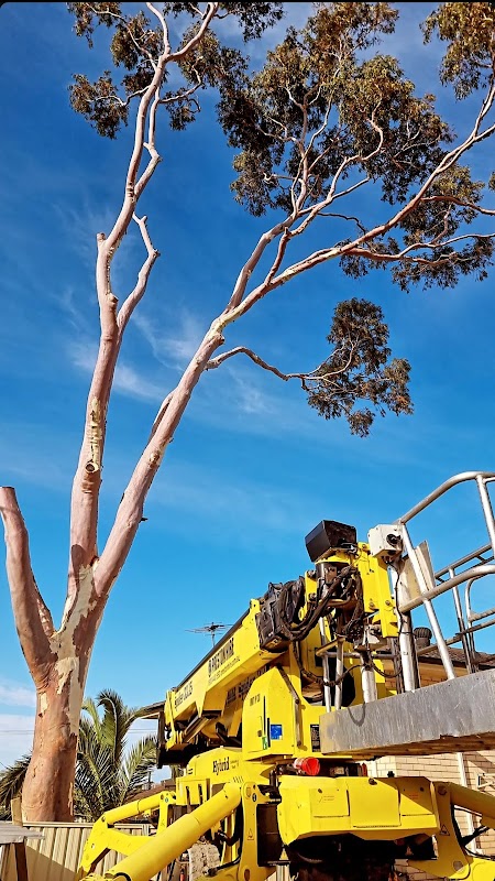 Altitude Tree Surgery project 6