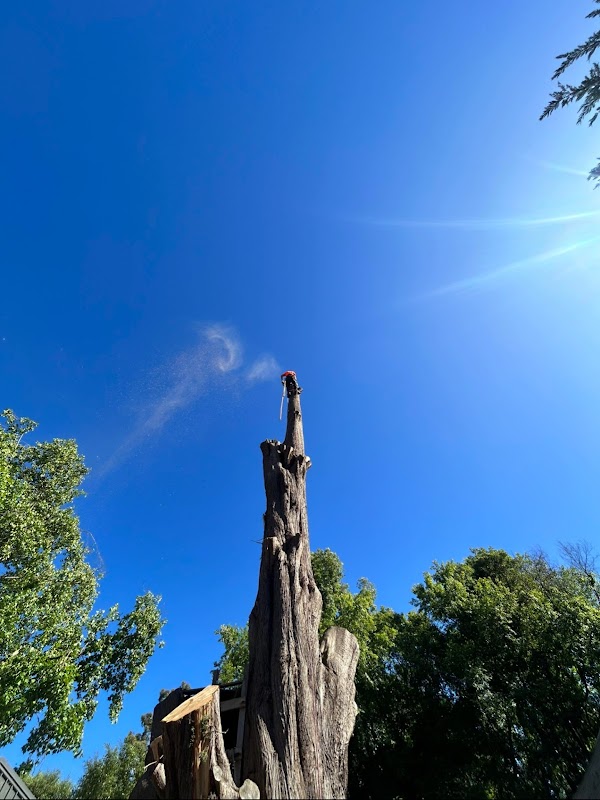 Altitude Tree Surgery project 8