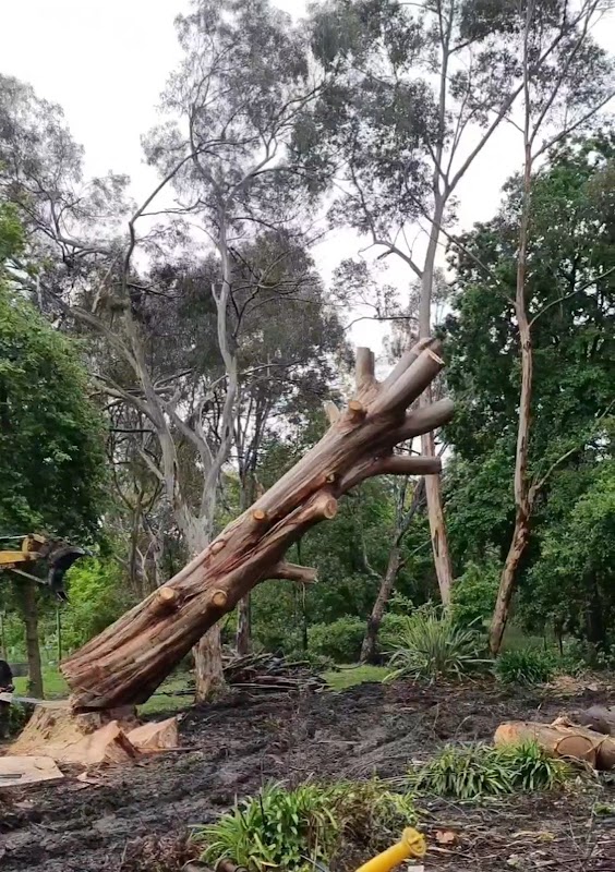 Altitude Tree Surgery project 9