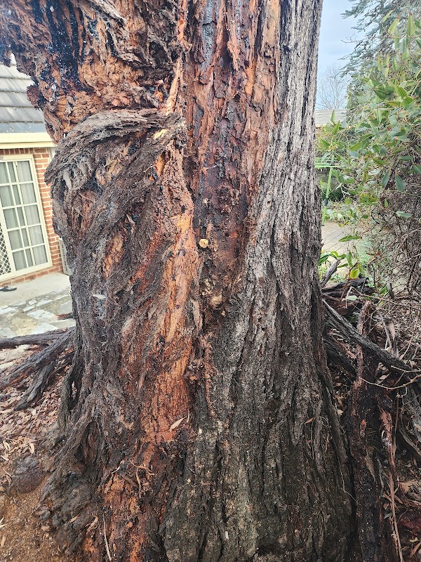 Any Tree Arboriculture - Inny Dean work 1
