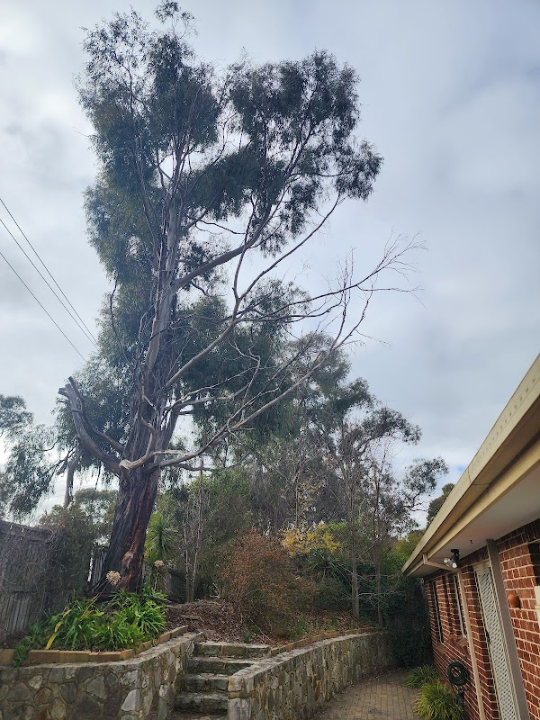 Any Tree Arboriculture - Inny Dean work 2