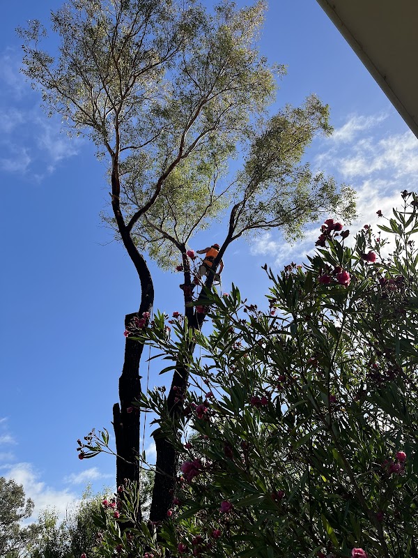 Any Tree Arboriculture - Inny Dean work 3