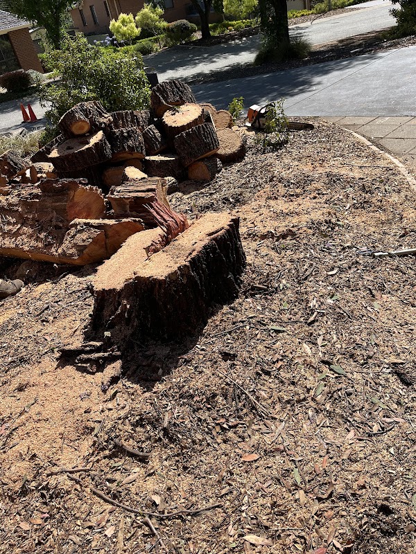 Any Tree Arboriculture - Inny Dean work 4