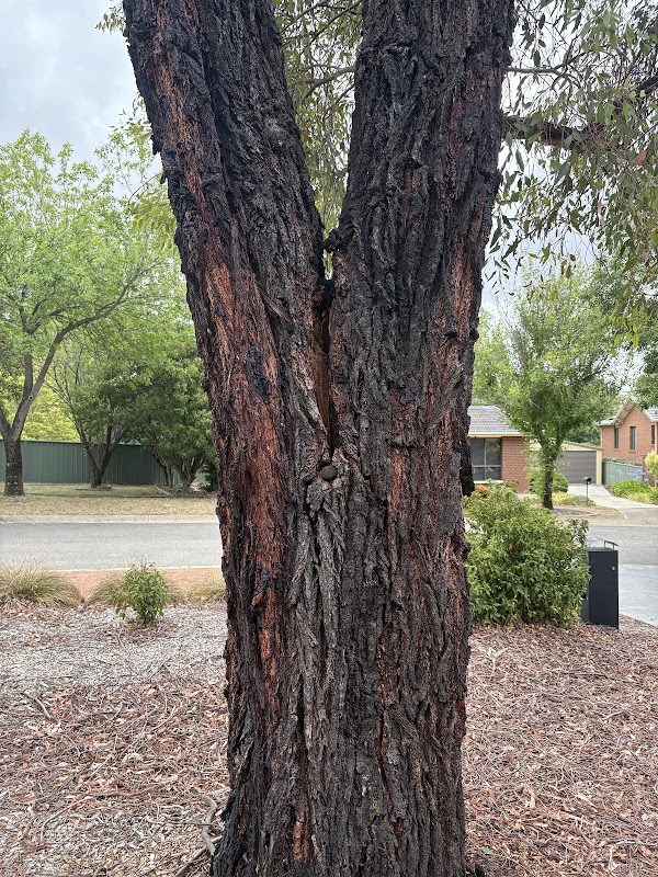 Any Tree Arboriculture - Inny Dean project 5