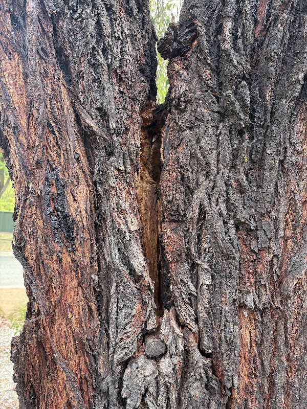 Any Tree Arboriculture - Inny Dean project 6
