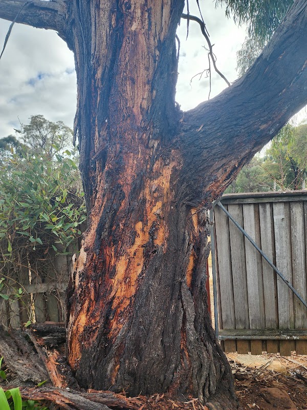 Any Tree Arboriculture - Inny Dean project 7