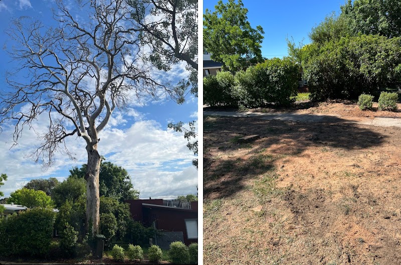 Arborista Trees work 1