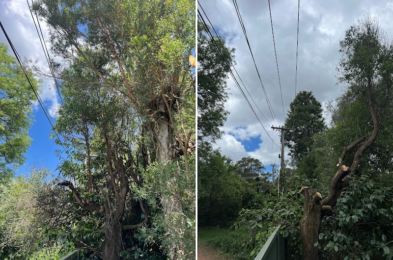 Arborista Trees work 2