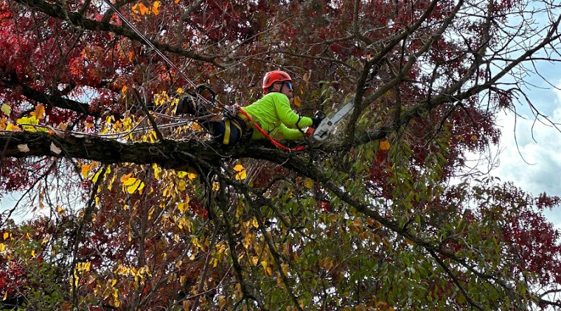 Arborista Trees work 3