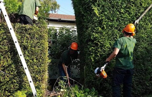 Arborista Trees work 4
