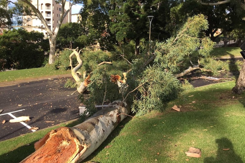 Arborista Trees project 7