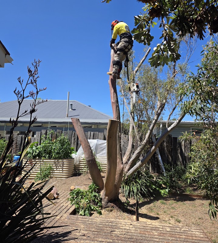 Arborista Trees work 4