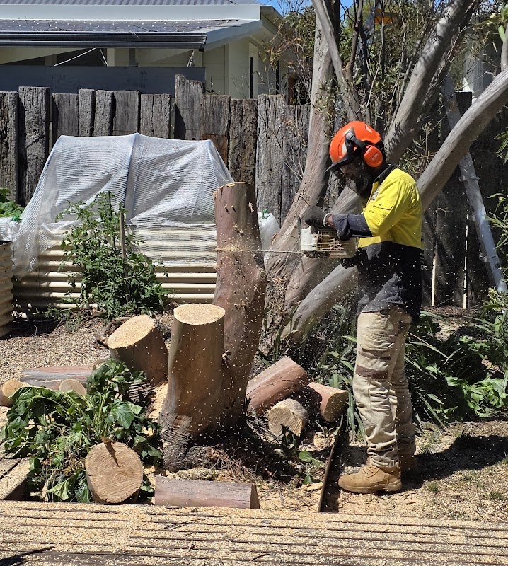 Arborista Trees project 7