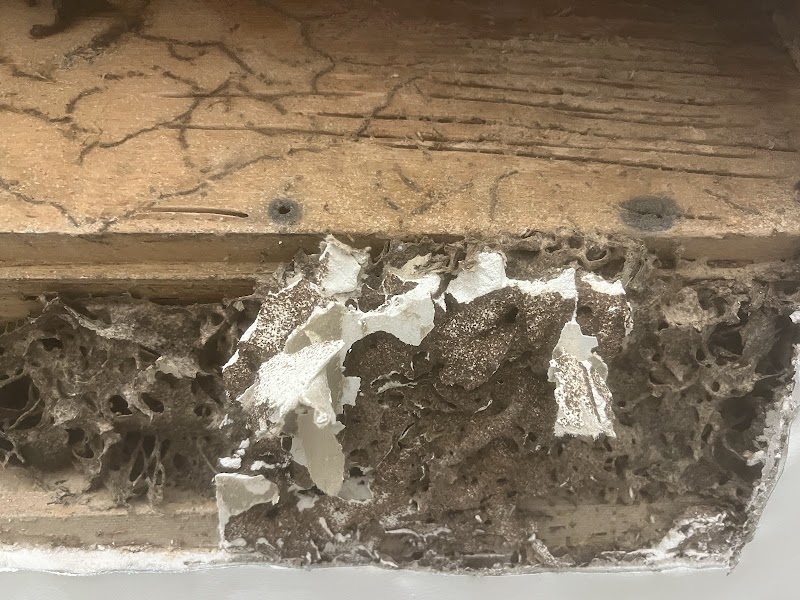 Area Specialist Pest & Wildlife Solutions photo 2