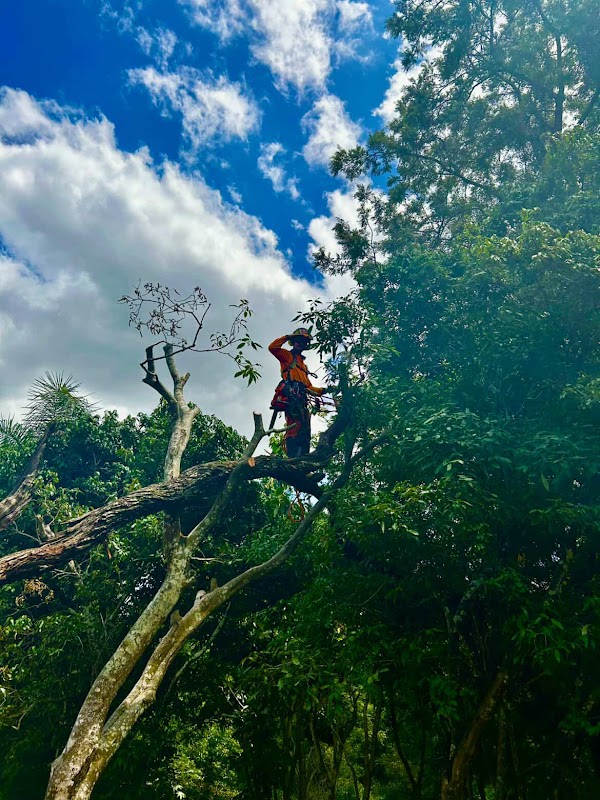 Ashgrove Tree Services photo 2