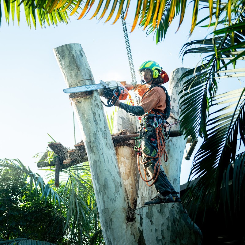 Ashgrove Tree Services project 4