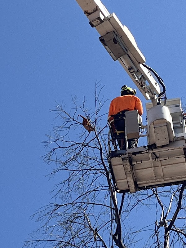 Ashgrove Tree Services project 5