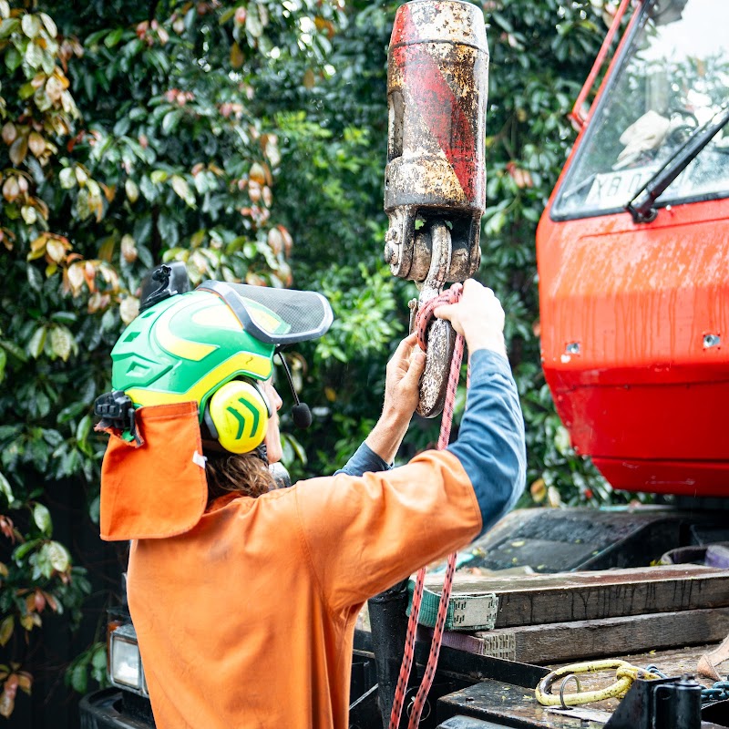 Ashgrove Tree Services project 6