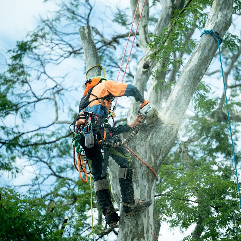 Ashgrove Tree Services project 7