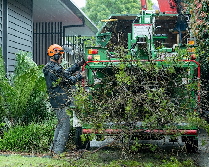 Ashgrove Tree Services project 8